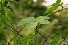 Close up of green ripe hop branch. Beer production ingredient. I royalty free stock photo Close up of green ripe hop branch. Beer production ingredient. I royalty free stock photo