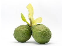 Close up group of fresh bergamot with green leaves isolated on white background. benefits of bergamot for beauty and health stock images Close up group of fresh bergamot with green leaves isolated on white background. benefits of bergamot for beauty and health stock images