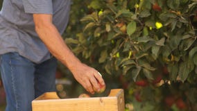 Close-up, half body, hands. An elderly farmer picks red ripe apples from a tree and puts them in a wooden box stock video footage Close-up, half body, hands. An elderly farmer picks red ripe apples from a tree and puts them in a wooden box stock video footage