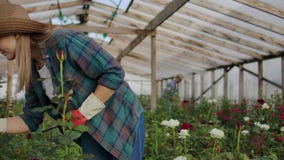 Close-up of hands of a farmer businessman touching the roses and use your fingers to tap on the tablet screen. Checking stock video footage Close-up of hands of a farmer businessman touching the roses and use your fingers to tap on the tablet screen. Checking stock video footage
