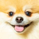 Close-up of a happy German Spitz dog