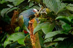 Close-up of head. Portrait of parrot, green leave. Pair of birds, green and grey parrot, White-crowned Pionus, White-capped Parrot stock photo Close-up of head. Portrait of parrot, green leave. Pair of birds, green and grey parrot, White-crowned Pionus, White-capped Parrot stock photo