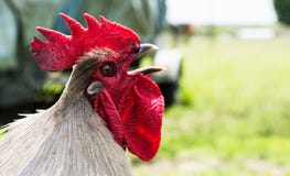 Close up head shot of crowing Lavender Orpington rooster stock photography Close up head shot of crowing Lavender Orpington rooster stock photography
