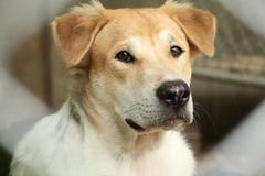 Close Up Head Snout Of Beautiful Young Thai Dog Outdoor. stock photo Close Up Head Snout Of Beautiful Young Thai Dog Outdoor. stock photo