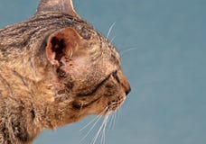 Close up Head of Tabby Cat Isolated on Blue Background, Selective Focus royalty free stock image Close up Head of Tabby Cat Isolated on Blue Background, Selective Focus royalty free stock image
