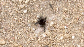 4K Close Up Of Ants Crawling In And Out Of An Ant Hole Stock Video ...