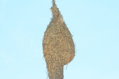 Huge bird nest hanging on sky background stock photo Huge bird nest hanging on sky background stock photo