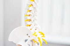Close up human loins spine skeleton model. Medical clinic, education concept. Selective focus. Space for text Royalty Free Stock Images Close up human loins spine skeleton model. Medical clinic, education concept. Selective focus. Space for text Royalty Free Stock Images