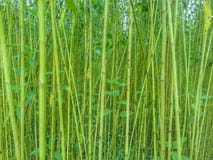 Close up image of green jute garden royalty free stock images Close up image of green jute garden royalty free stock images