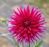 Macro image of a cactus type red dahlia royalty free stock images Macro image of a cactus type red dahlia royalty free stock images