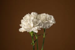 Close Up Image Of Beautiful White Carnation Flowers Isolated On Dark Olive Stock Images Close Up Image Of Beautiful White Carnation Flowers Isolated On Dark Olive Stock Images
