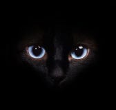 Close-up image of a portrait of a Siamese cat stock images Close-up image of a portrait of a Siamese cat stock images