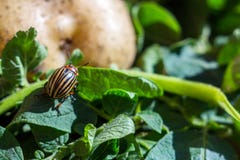 A close up image of the striped Colorado potato beetle that crawls on potatoes and green leaves and eats them royalty free stock images A close up image of the striped Colorado potato beetle that crawls on potatoes and green leaves and eats them royalty free stock images
