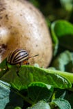 A close up image of the striped Colorado potato beetle that crawls on potatoes and green leaves and eats them royalty free stock photos A close up image of the striped Colorado potato beetle that crawls on potatoes and green leaves and eats them royalty free stock photos