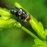 Close up insect stock photography Close up insect stock photography
