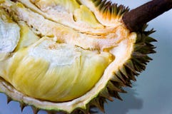Durian, the King of fruit royalty free stock photos Durian, the King of fruit royalty free stock photos