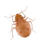 Close-up Juvenile Bedbugs