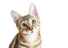 Close up Kitten Face bonito imagem de stock royalty free Close up Kitten Face bonito imagem de stock royalty free
