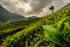 Close up leaf tea plantation munnar kerala india stock images Close up leaf tea plantation munnar kerala india stock images