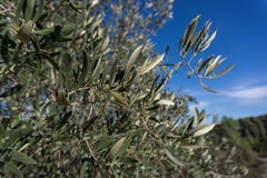 Close-up of the leaves of an olive tree in an olive plantation in catalonia mountain