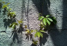 Close-up of leaves of wild grapes against the background of a rough gray surface with dark shadows. stock photos Close-up of leaves of wild grapes against the background of a rough gray surface with dark shadows. stock photos