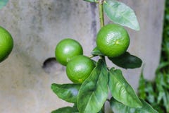 Close up lemon tree, green lime tree. Green lime tree hanging branches stock photo Close up lemon tree, green lime tree. Green lime tree hanging branches stock photo