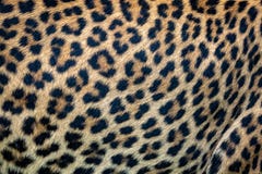 Close Up Leopard Fur Background. Ceylon Leopard Skin Texture Stock Photography