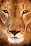 Close Up Lion Portrait Stock Photos Close Up Lion Portrait Stock Photos