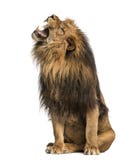 Close-up of a Lion roaring, Panthera Leo, 10 years old, isolated