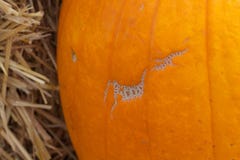 Close up Macro Detail Abstract Background Texture of a Pumpkin Imperfection with Straw Hay Royalty Free Stock Photo Close up Macro Detail Abstract Background Texture of a Pumpkin Imperfection with Straw Hay Royalty Free Stock Photo