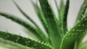 Close up macro do cacto suculento de Haworthia em um fundo branco imagem de stock Close up macro do cacto suculento de Haworthia em um fundo branco imagem de stock
