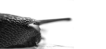 Close up macro and minimalist portrait of Snail isolated against white background stock photos Close up macro and minimalist portrait of Snail isolated against white background stock photos