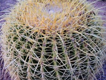Close up macro view of Golden Barrel Cactus Echinocactus Grusonii plant, near St George Utah in South Western Desert USA stock images Close up macro view of Golden Barrel Cactus Echinocactus Grusonii plant, near St George Utah in South Western Desert USA stock images