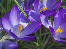 Close up macro violet Crocus vernus spring flower on defocused g royalty free stock image Close up macro violet Crocus vernus spring flower on defocused g royalty free stock image