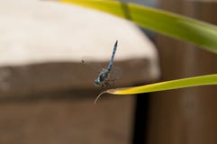 Close up of Male Blue Dasher Skimmer Dragonfly on a leaf royalty free stock photo Close up of Male Blue Dasher Skimmer Dragonfly on a leaf royalty free stock photo