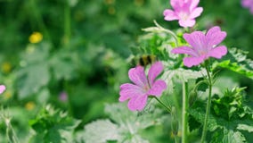 Close-up of mallow flowers pollinated by a bee; pink flowers and bee