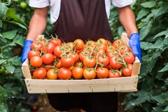 Close up of man s hands holding a big box of tomato harvest in the greenhouse royalty free stock image Close up of man s hands holding a big box of tomato harvest in the greenhouse royalty free stock image