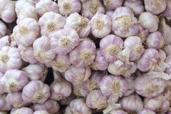 Close up of Many heads of white purple garlic on market stand stock photos Close up of Many heads of white purple garlic on market stand stock photos