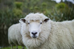 Close Up Merino Sheep In New Zealand Livestock Farm Stock Photography Close Up Merino Sheep In New Zealand Livestock Farm Stock Photography