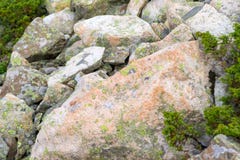 Close-up of multicolored moss on stones in the mountains variegated rough texture of green orange and pastel tones royalty free stock image Close-up of multicolored moss on stones in the mountains variegated rough texture of green orange and pastel tones royalty free stock image