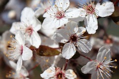 Close-up of multiple stamens on a white flower blooming in spring stock photo Close-up of multiple stamens on a white flower blooming in spring stock photo