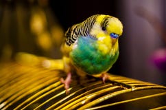 Close-up of a muzzle of a wavy parrot bird with a mughum blurred background stock image Close-up of a muzzle of a wavy parrot bird with a mughum blurred background stock image