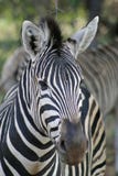 Close Up Of A Burchell S Zebra Stock Image