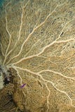 Close-up Of A Gorgonian Fan Coral. Royalty Free Stock Image Close-up Of A Gorgonian Fan Coral. Royalty Free Stock Image