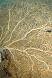 Close-up Of A Gorgonian Fan Coral. Royalty Free Stock Photography Close-up Of A Gorgonian Fan Coral. Royalty Free Stock Photography