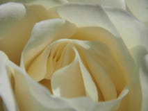 Close-up Of A White Rose Bud. White Flower Petals. Stock Images