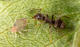 Close-up Of Aphids And An Ant On A Green Leaf. Stock Image