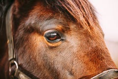 Close Up Of Arabian Bay Horse Royalty Free Stock Images