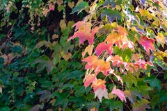 Close-up Of Colorful Parthenocissus Tricuspidata `Veitchii` Or Boston Ivy, Grape Ivy, Japanese Ivy Or Japanese Creeper Stock Photo Close-up Of Colorful Parthenocissus Tricuspidata `Veitchii` Or Boston Ivy, Grape Ivy, Japanese Ivy Or Japanese Creeper Stock Photo