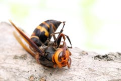 Close-up Of Dead Hornet On A Tree Royalty Free Stock Image